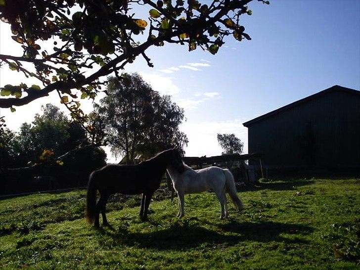 Anden særlig race ALBERT (*Kissing spiens pony*) Hvil i fred..  - Første dag med min prins, kan ikke forstå at jeg aldrig kommer til at se ham igen...  billede 4