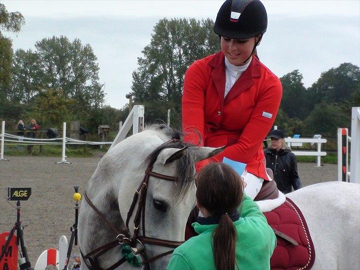 Irsk Sportspony Derrygimlas Atlantic Fox - B pony - nummer 6 i lb (: "første stævne"  billede 5