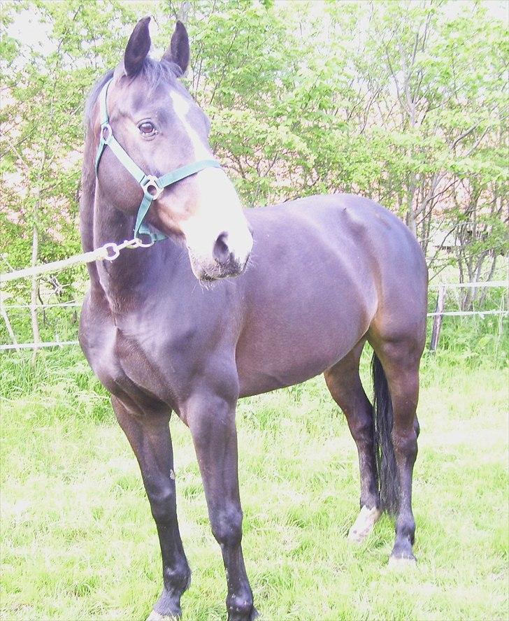 Oldenborg Mosevangs Marina billede 9