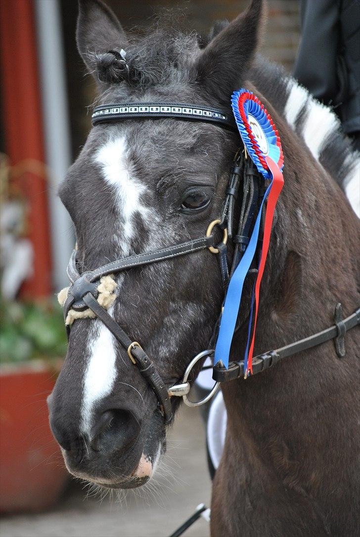 Anden særlig race Bounty ( TIDLIGER DRØMME PART ) - you are simply the best kat. III <33 billede 9