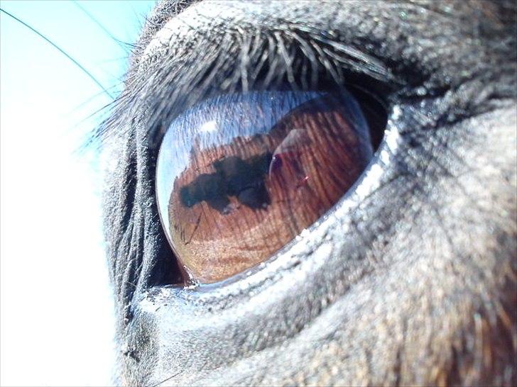 Anden særlig race ALBERT (*Kissing spiens pony*) Hvil i fred..  - 2. Et øje med sin historie, og et øje med kærlighed!... billede 2