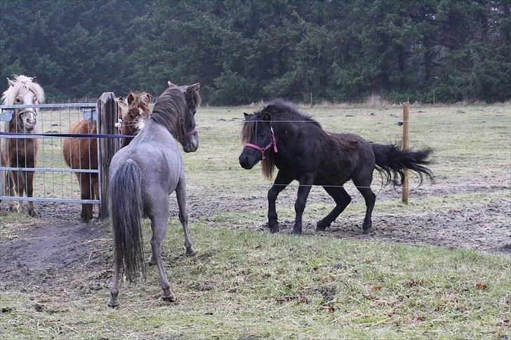 Amerikansk Miniature Germels Timothy - Men har vel lov til at være lidt hingst??  billede 4