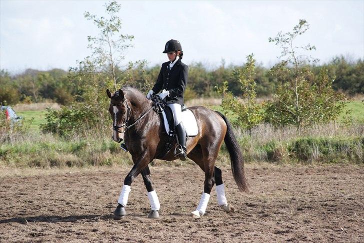 Dansk Varmblod Kærsholms Landkaster - Første stævne - HURK - lb1 || 25. september 2010 || Foto: Flemming Kallehave. billede 7