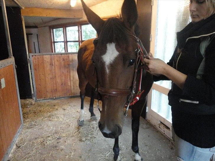 Anden særlig race Avanti SOLGT :( billede 4