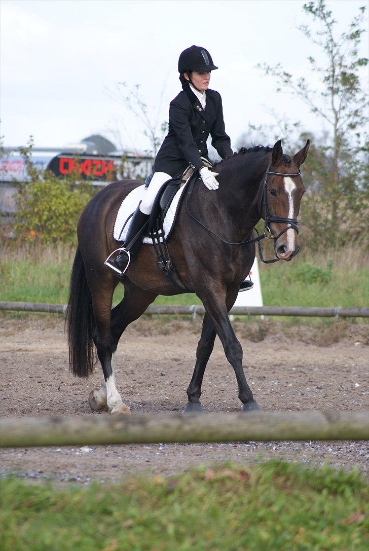 Dansk Varmblod Kærsholms Landkaster - Første stævne - HURK - lb2 || 25. september 2010 || Foto: Flemming Kallehave. billede 8