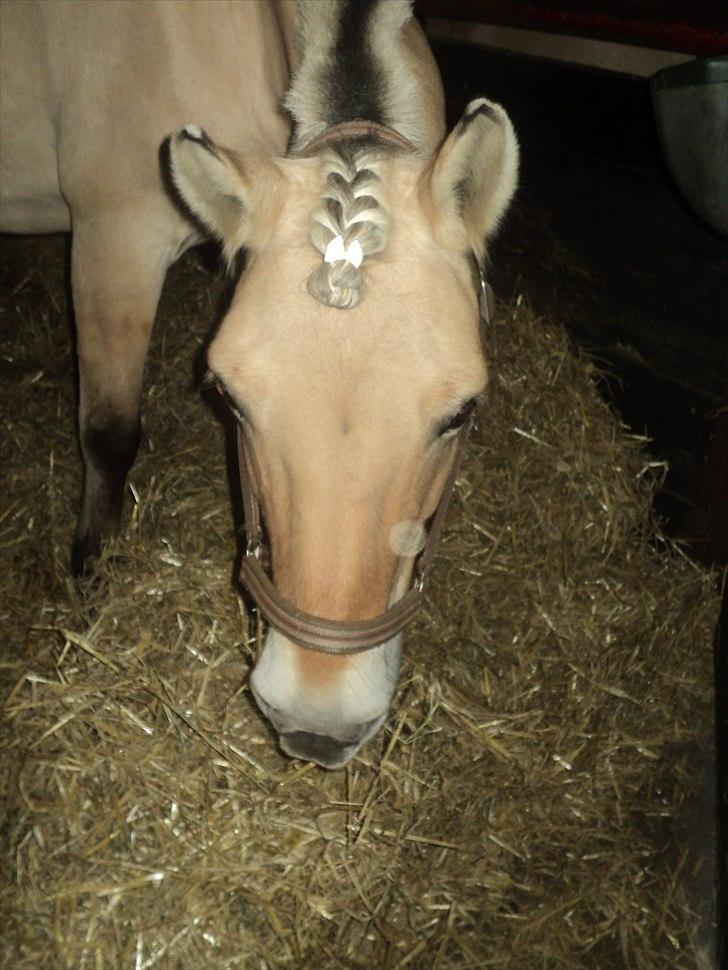 Anden særlig race Lucky<3 - så venter man kun på at blive sadlet op til Sponserstævne:) billede 17
