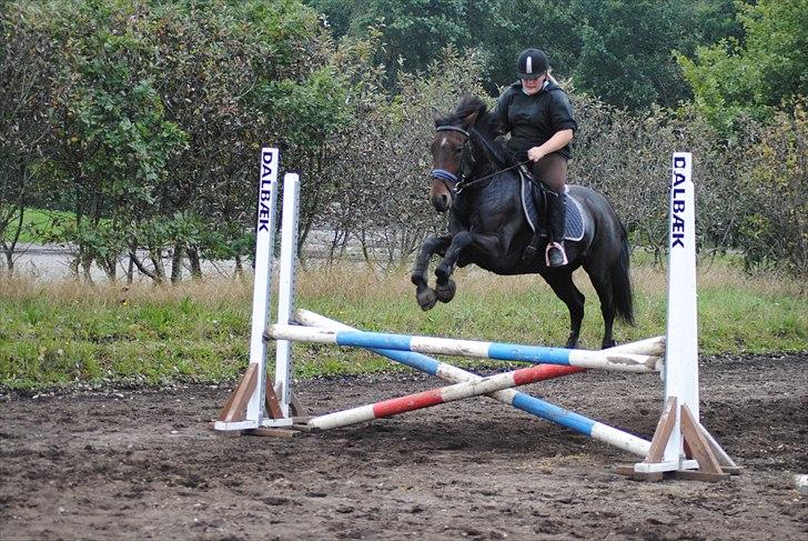 Anden særlig race Miss Purple solgt/savnet billede 16