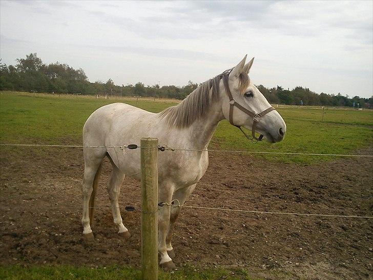 Dansk Varmblod Himmerigs Tallis-Ann - Velkommen til Talli-Anns profil. Håber du har gulerødder med :D billede 1