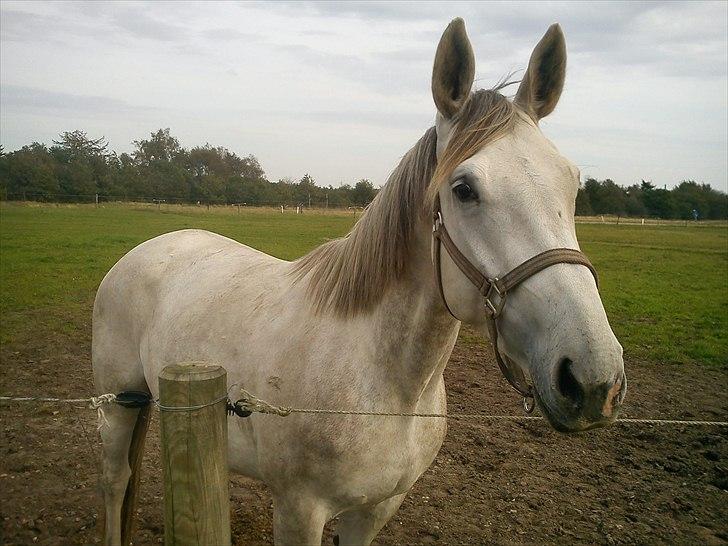 Dansk Varmblod Himmerigs Tallis-Ann billede 2
