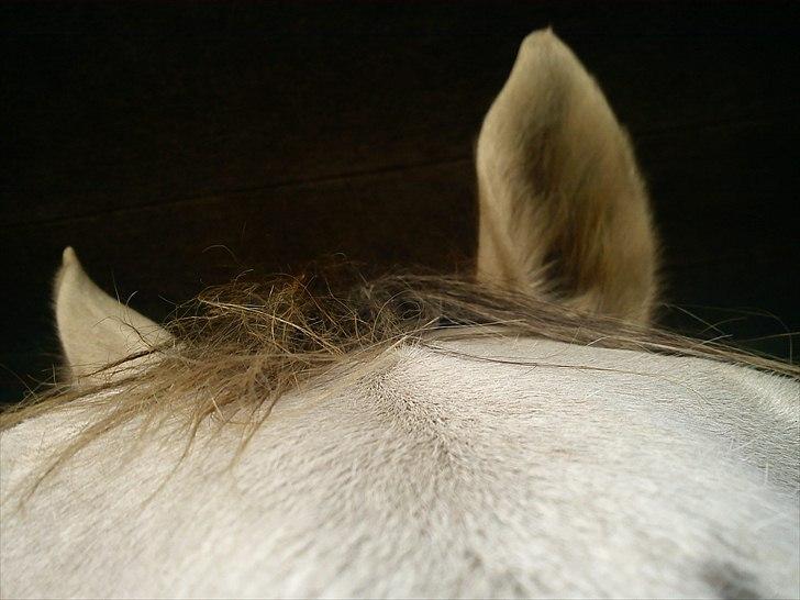 Dansk Varmblod Himmerigs Tallis-Ann - Se mine pæne ører billede 3