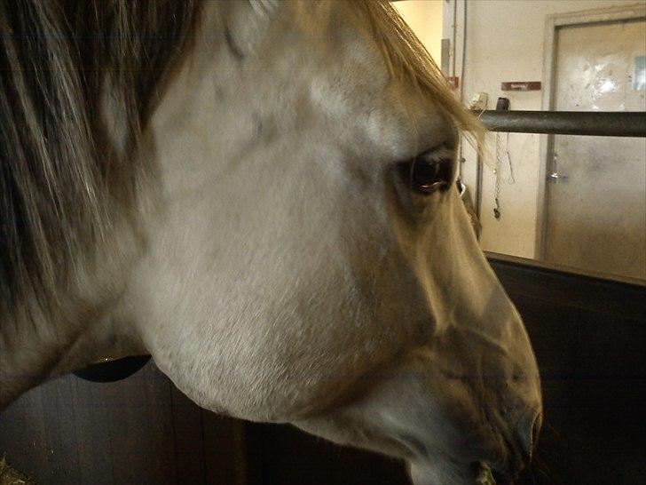 Dansk Varmblod Himmerigs Tallis-Ann billede 4