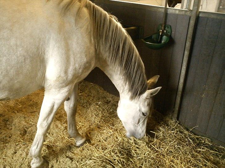 Dansk Varmblod Himmerigs Tallis-Ann billede 5