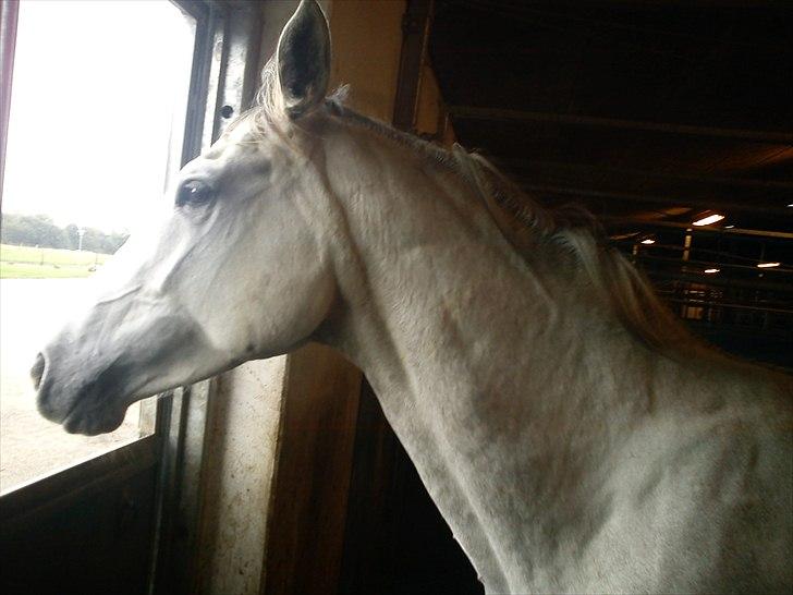 Dansk Varmblod Himmerigs Tallis-Ann billede 6