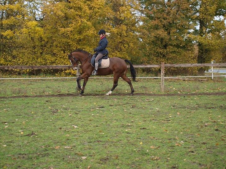 New Forest Skolegaardens Obertinn - B-pony - Min dejlige Obertinn og mig<3 Træner bare lidt ude på marken:)<3 billede 4