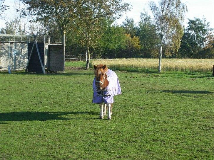 Anden særlig race Rørengs Molly<3(Solgt) - Molly;D billede 4