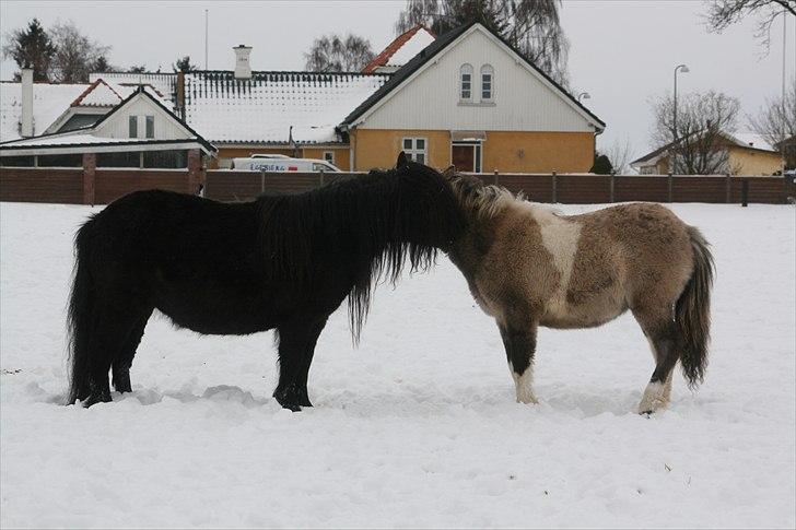Shetlænder Stjernens Sahara billede 15