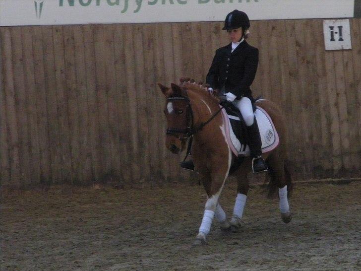 Anden særlig race Rørengs Molly<3(Solgt) - Fine molly=) billede 5