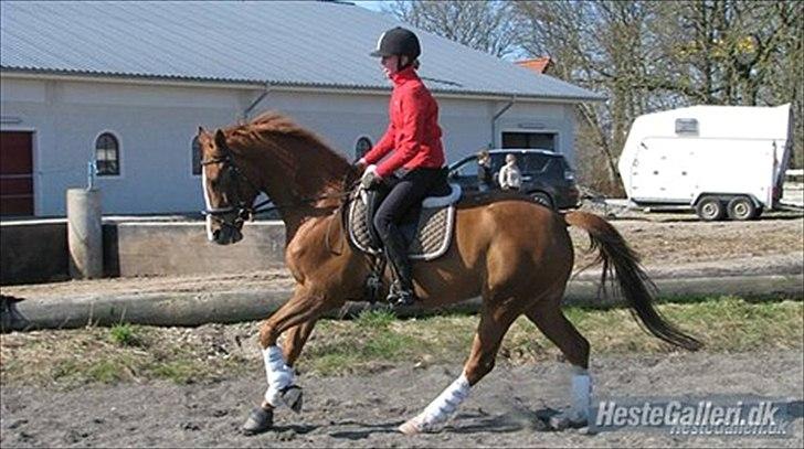 Dansk Varmblod RDH Nathalie Melody - træning med melodien. Hun er en prinsesse! billede 8