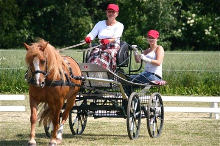 Anden særlig race Chili ( solgt ) billede 10