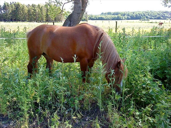 Anden særlig race Chili ( solgt ) billede 11