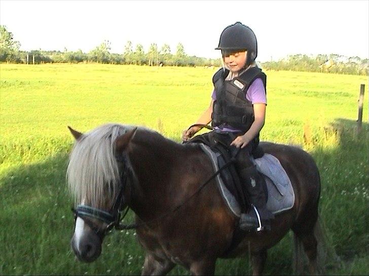 Anden særlig race BobbyHill - Skridt tur hjem i stalden efter træning i HRV billede 11