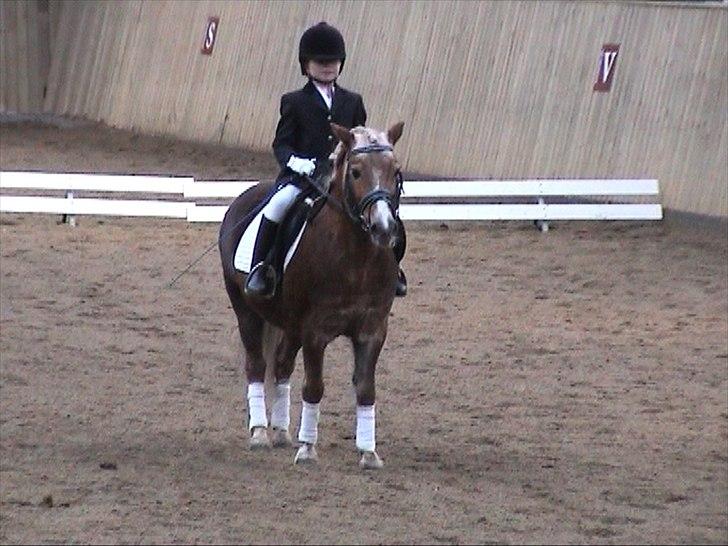 Anden særlig race BobbyHill - Mit allerførste stævne i HRV 31. Oktober 2009. Startede på den bedste pony man kan forestille sig -> BobbyHill billede 13