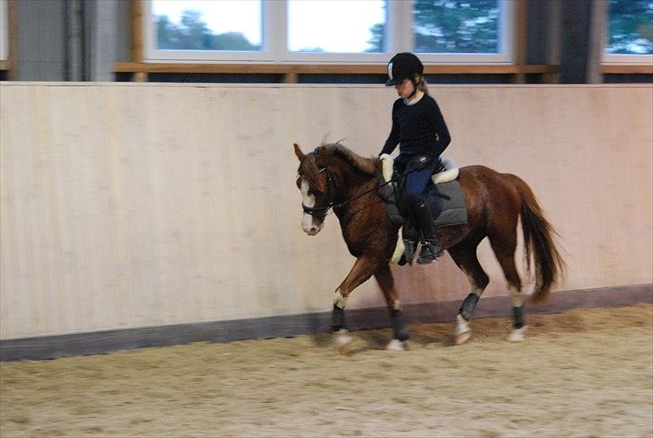 Welsh Pony (sec B) Korreborgs Verdi<3R.I.P. - Dygtig pony! billede 2
