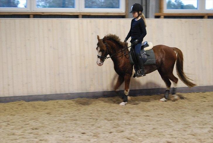 Welsh Pony (sec B) Korreborgs Verdi<3R.I.P. - Stjerne?? Elsker dig!! billede 4