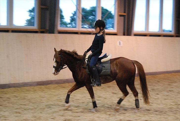 Welsh Pony (sec B) Korreborgs Verdi<3R.I.P. billede 5