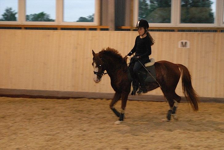 Welsh Pony (sec B) Korreborgs Verdi<3R.I.P. - Fin Glasur:D billede 6