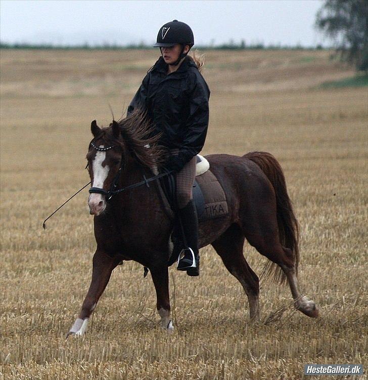 Welsh Pony (sec B) Korreborgs Verdi<3R.I.P. - Hos gamle ejer billede 8