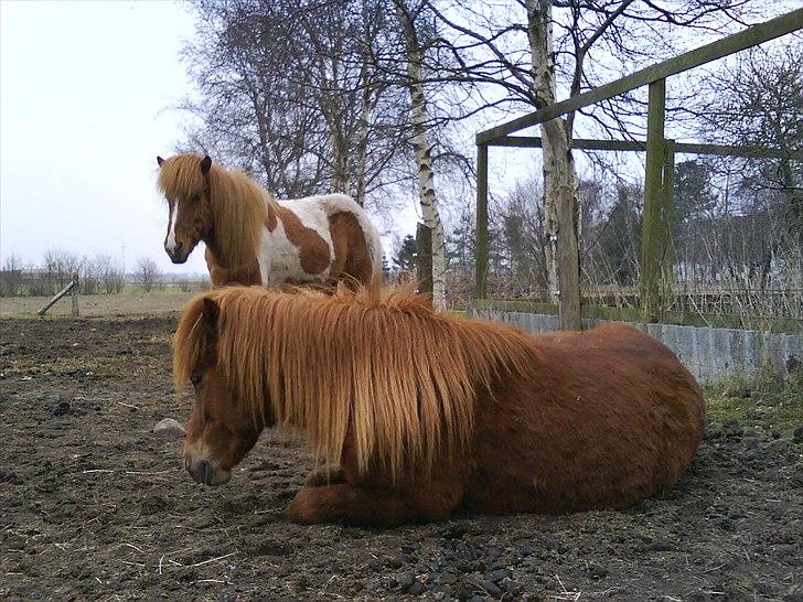 Islænder una fra skyggefaxe billede 6