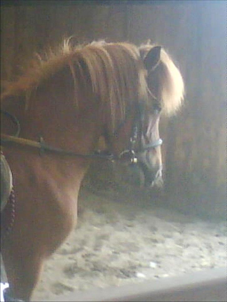 Islænder una fra skyggefaxe billede 7