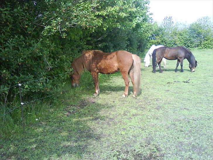 Islænder una fra skyggefaxe billede 8