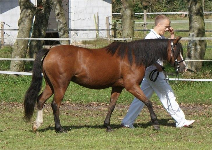 Welsh Pony (sec B) | Bjerregårds Flower Girl | - 6. Følskue hos Stutteri Bjerregård med Flowers føl Rose! billede 2