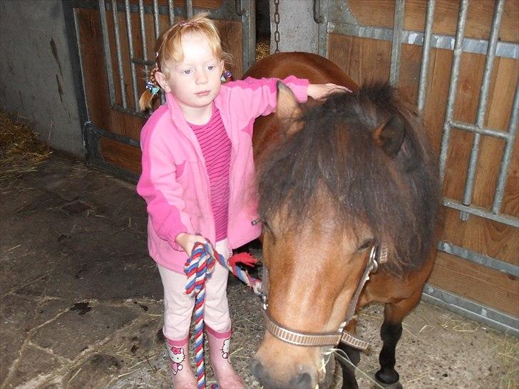 Shetlænder Sidse - Sidse og Simone billede 1