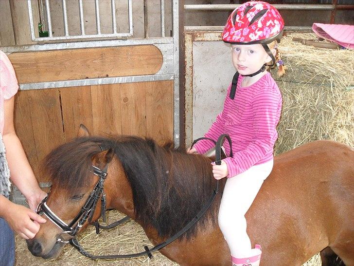 Shetlænder Sidse - Sidse og Simone billede 3