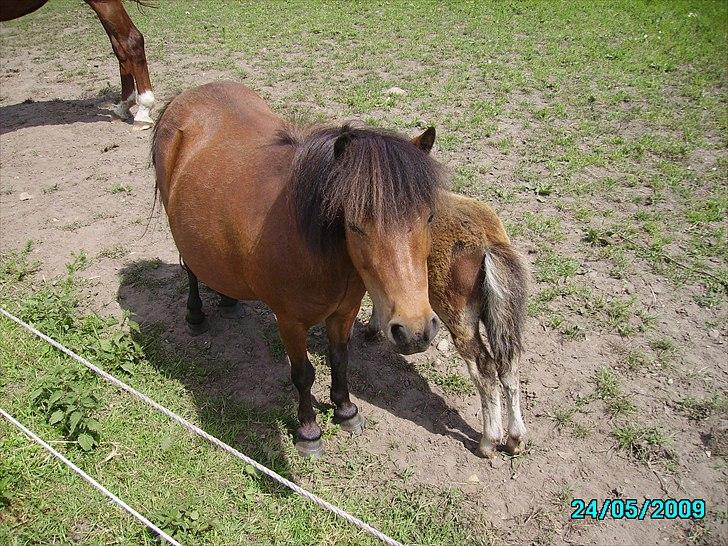 Shetlænder Sidse - Sidse billede 4