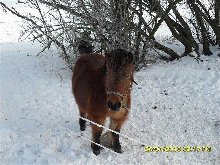 Shetlænder Sidse - Sidse Januar 2010 billede 6