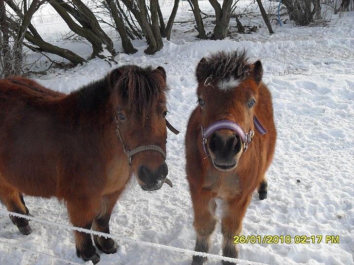 Shetlænder Sidse - Sidse (tv) og hendes søn Buller. billede 7