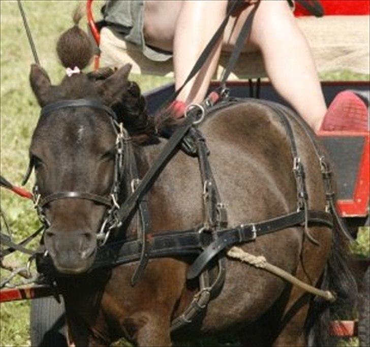 Shetlænder speedy billede 12