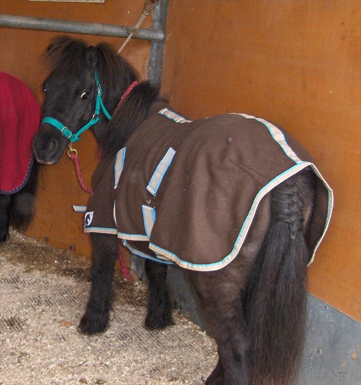 Shetlænder speedy billede 13