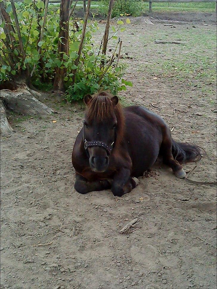 Shetlænder speedy - sødeste speedy billede 14
