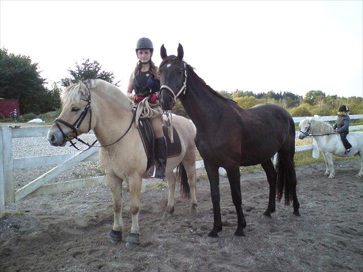 Anden særlig race Ravnholts Blaze - Cille på Dongo træner med Blaze. billede 8