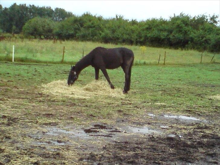 Anden særlig race Ravnholts Blaze - En Sulten dreng. billede 9