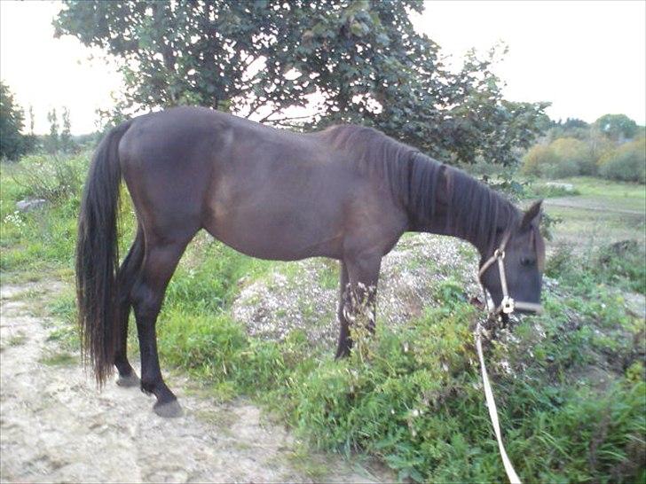 Anden særlig race Ravnholts Blaze - Blaze Leger bjergged billede 10