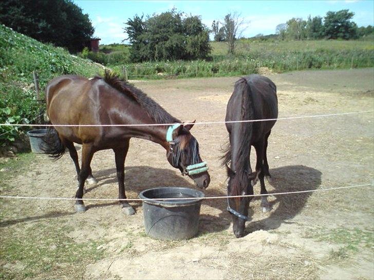 Anden særlig race Ravnholts Blaze - En meget tynd Blaze på fold med Shadow samme dag som vi fik ham hjem billede 11