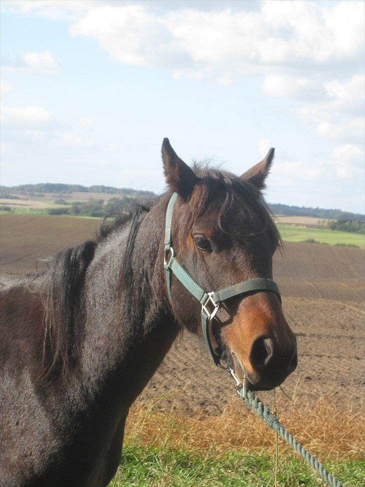 Pinto Faithfuls Mr. President - Velkommen.. Heij! //1,5år// ... Fotograf: Mig billede 1