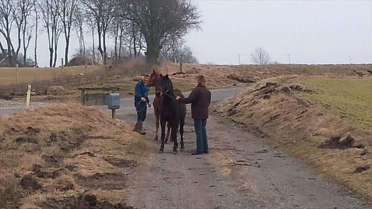 Pinto Faithfuls Mr. President - På tur. //2år// ... Fotograf: Mig billede 5