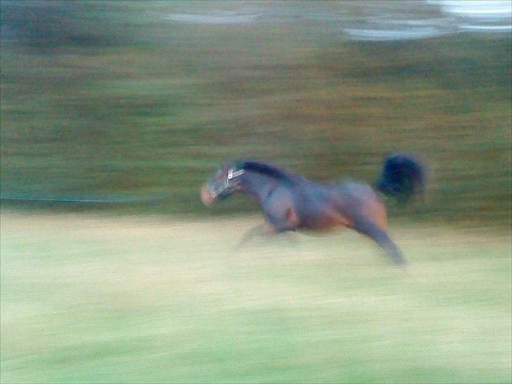 Pinto Faithfuls Mr. President - Fuld fart på folden... //1,5år// ... Fotograf: Mig billede 6